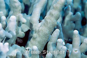 Finger Coral, Puako, 45 feet, Yuko Stender