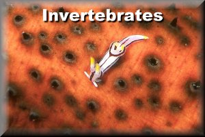 Invertebrate ID
