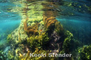 Kelp/Seaweed Garden