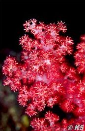 soft-red.jpg (17218 bytes)
