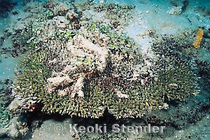 Table Coral covered by sediment, Faga'alu, American Samoa