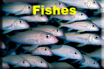 Fishes