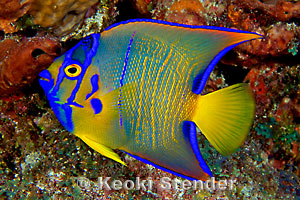 http://www.marinelifephotography.com/fishes/angelfishes/holacanthus-ciliaris-sub.jpg