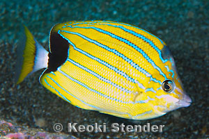 Bluestripe Butterflyfish