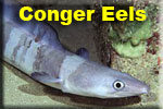 Conger Eels