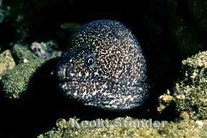 Peppered Moray, Gymnothorax pictus
