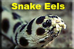 Snake Eels