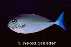 Sleek Unicornfish, Waikiki Aquarium, 50mm lens