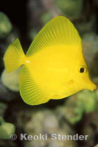 Yellow Tang, juvenile, Hanauma Bay, 35 feet, 90mm lens + 2x tele
