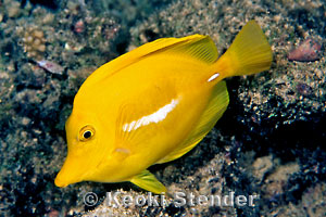 Yellow Tang, night coloration, Sharkfin, Lanai, 45 feet