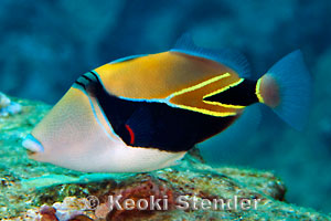 http://www.marinelifephotography.com/fishes/triggerfishes/rhinecanthus-rectangulus.jpg