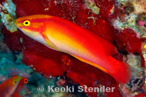 Flame Wrasse, Cirrhilabrus jordani