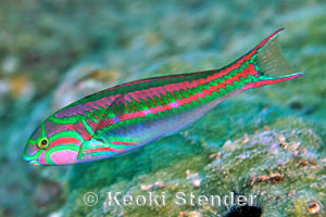 http://www.marinelifephotography.com/fishes/wrasses/thalassoma-quinquevittata.jpg