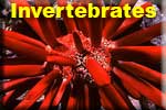 Invertebrates
