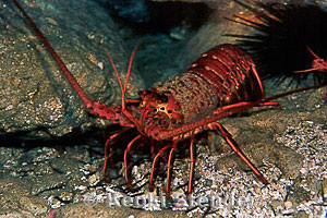http://www.marinelifephotography.com/marine/arthropods/lobsters/panulirus-interruptus.jpg