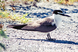 Gray-backed Tern, Eastern Island, Midway Atoll