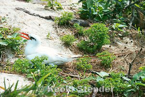 Red-tailed Tropicbird, Midway