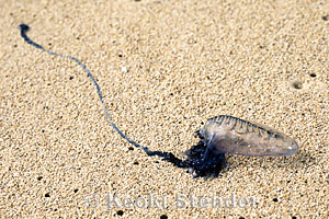 Portuguese Man-O'-War, Waimanalo Beach
