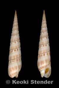 Duplicaria gouldi, Oahu