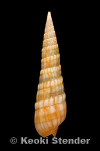 Terebra affinis, Hawaii