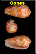 Cone Shells