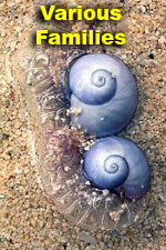 Various Shells