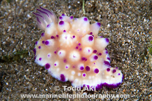 Purple Wart Nudibranch, Mexichromis multituberculata
