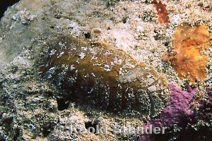 Spiny Scale Worm, Manana Island, Oahu, 30 feet