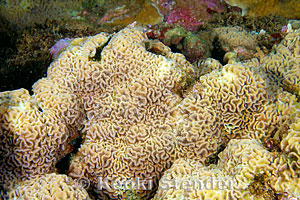 False Brain Coral, Pavona varians