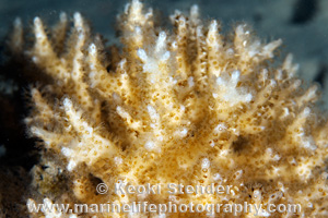 Prickly Lace Coral, Pocillopora acuta