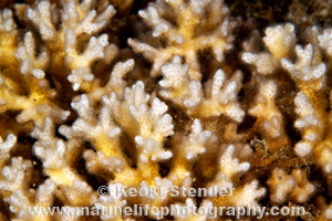 Prickly Lace Coral, Pocillopora acuta