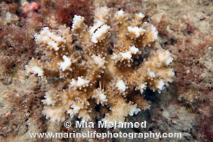Hawaiian Cauliflower Coral, Pocillopora ligulata