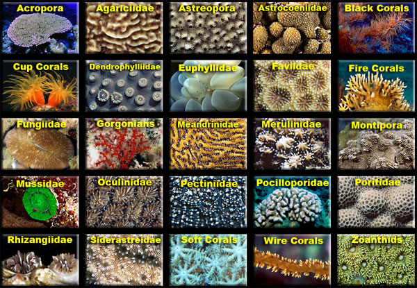 Coral Care Chart