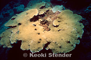 Ringed Rice Coral, Montipora patula