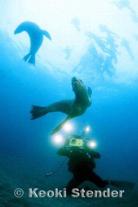 Sea Lions on camera