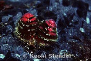 Christmas Tree Worm, Sokodo Port, 25 feet, 90mm