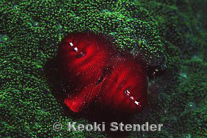Christmas Tree Worm, Sokodo Port, 25 feet, 90mm