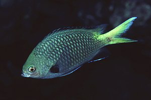 Chromis flavomaculata, Sokodo Port, 25 feet, 90mm