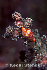 Crenavolva rosewateri, Kaminato Port, 15 feet, 90mm