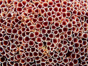 Toxopneustes urchin, Kaminato Port, 10 feet, 90mm