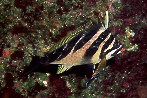 Zebra Morwong & Cleaner wrasse, 40 feet, 50mm