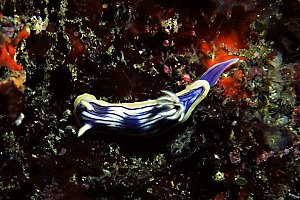 Chromodoris sp., Sokodo Port, 20 feet, 90mm