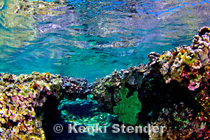 Midway Dive Sites, Midway Lagoon