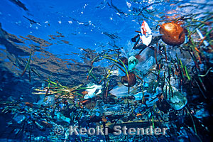 Floating Trash, Hanauma Bay, Oahu