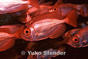 Juvenile Hawaiian Bigeyes, Cargo Pier, Midway, 20 feet, 90mm