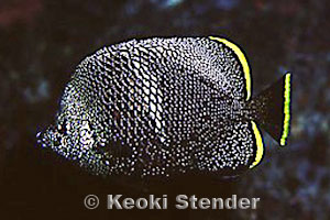 Chaetodon daedalma, Sokodo Port, 35 feet, 90mm