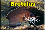 Brotulas & Morids