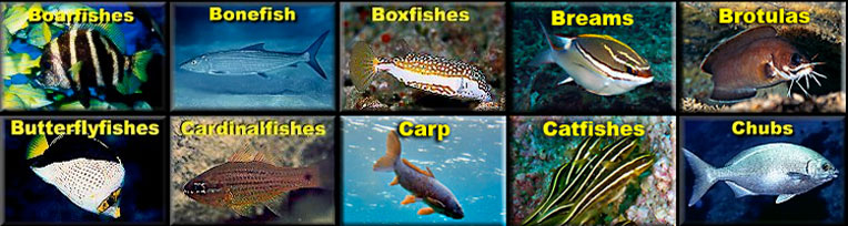 Oahu Fish Chart