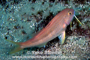 Bluestriped Goatfish, Upeneichthys lineatus