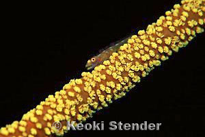 Wire Coral Goby